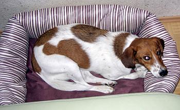 Polly im Bett