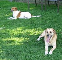 im Garten