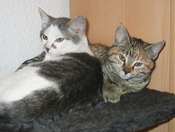 Rugi und Pepper