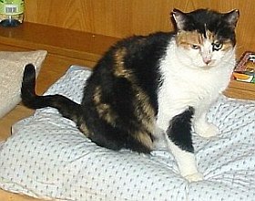 Rosie