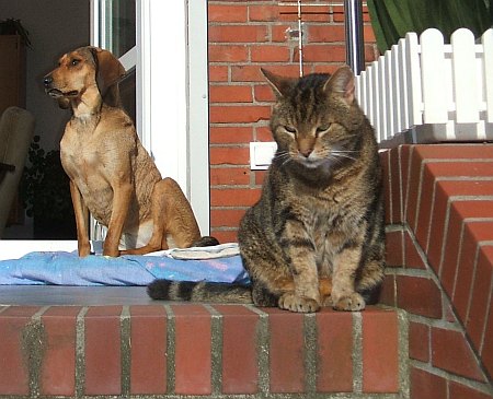 Shanty mit Katze