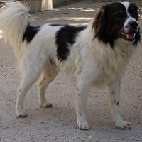Skipper