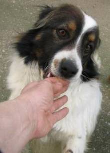 Skipper