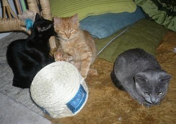 Tiffany & Katzengesellschaft