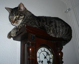 Tiffany & Katzengesellschaft
