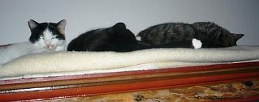 Tiffany & Katzengesellschaft