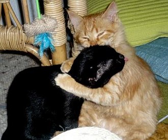 Tiffany & Katzengesellschaft