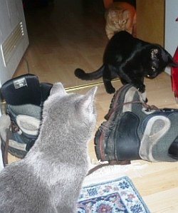 Tiffany & Katzengesellschaft