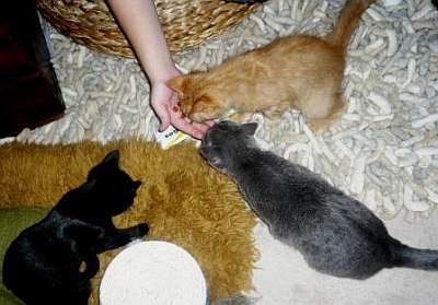 Tiffany & Katzengesellschaft