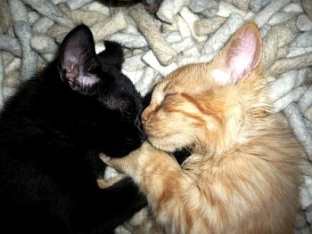Tiffany & Katzengesellschaft
