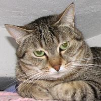Tigre