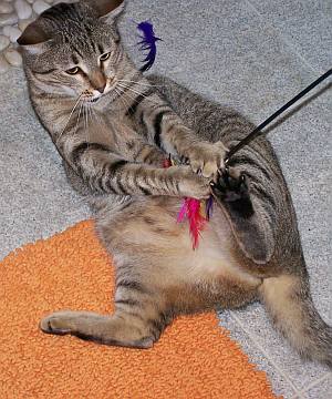 Tigre1