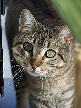 Tigre1