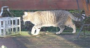 Tigre1