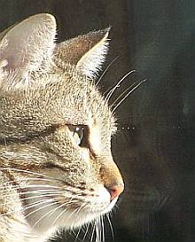 Tigre