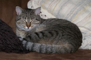 Tigre2