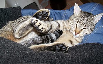Tigre
