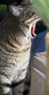 Tigre