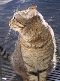 Tigre