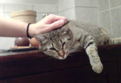 Tigre3