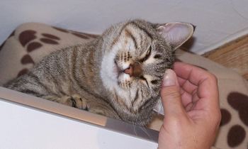 Tigre4