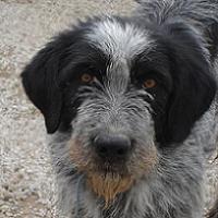 Timo