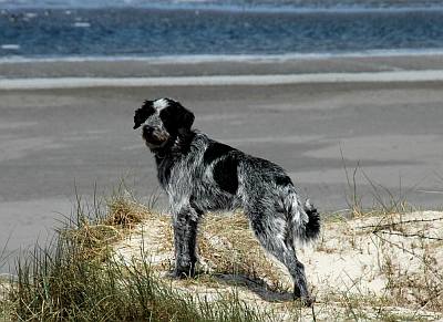Timo