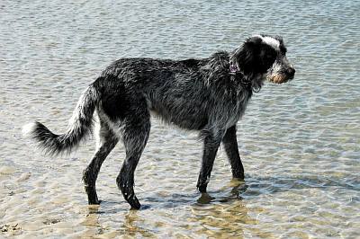 Timo