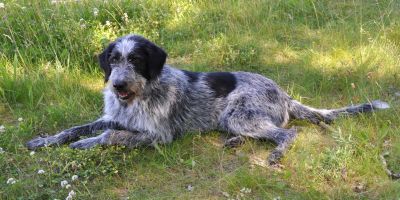 Timo