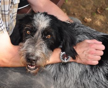 Timo