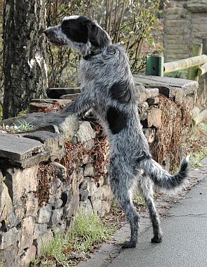 Timo