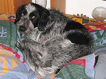 Timo