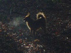 Wolfi auf der Pirsch