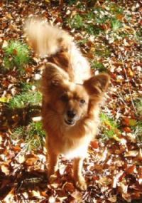 Wolfi im Wald