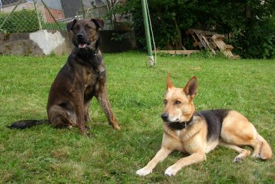Ipa und Kyara
