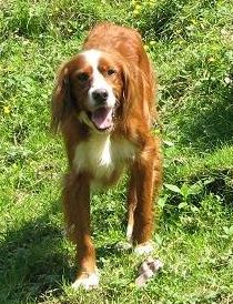 Benny
