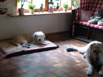 Duke und Bärle