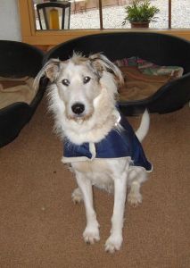 Duke