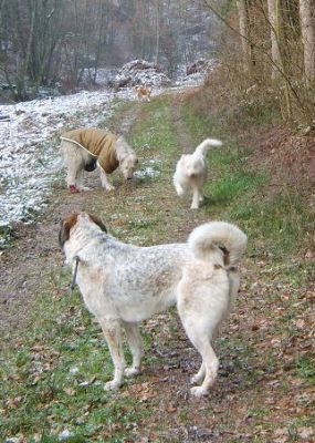 Bärle und Freunde