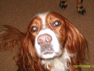 Benny