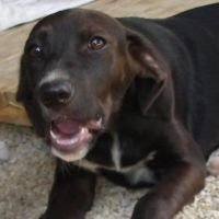 Anton