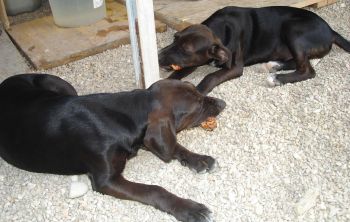 Anton und Antonia