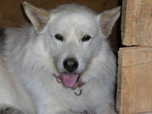 Ares