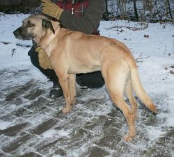 Aron und Italo