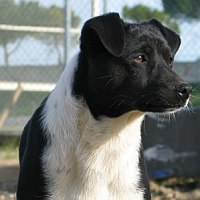 Baci