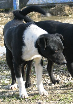 Baci