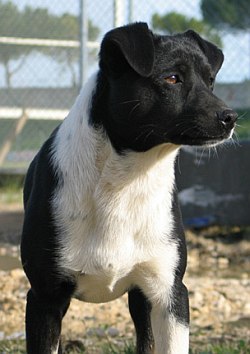 Baci