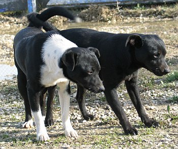 Baci und Bono