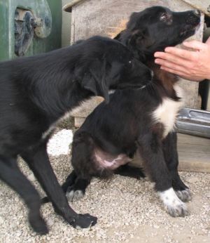Basti mit Beau