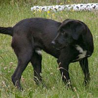 Blacky